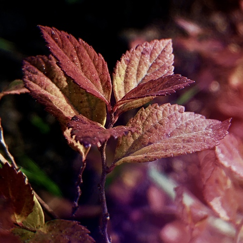 Photo #14121846