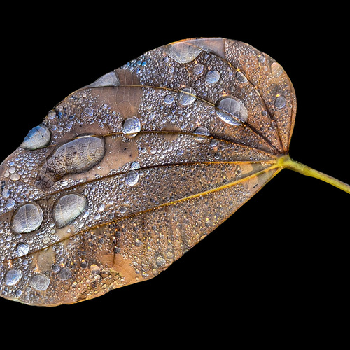 После полива / After the Watering