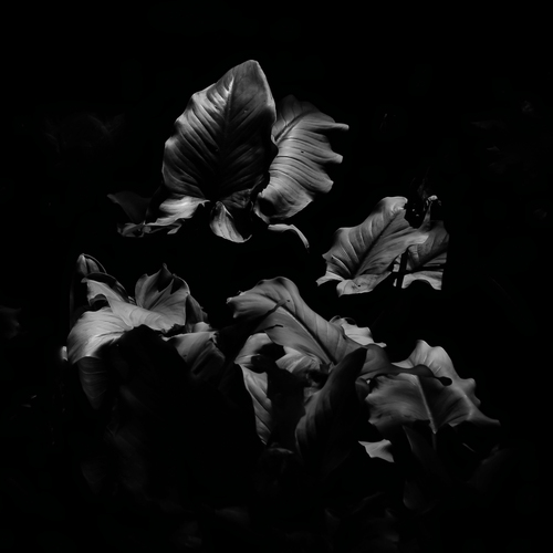 Arum Lily Leaves
