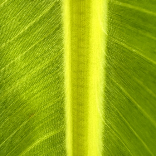 The Golden Spine