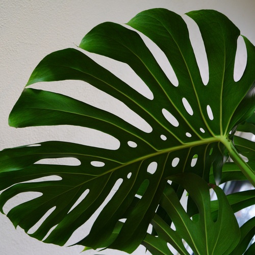 Photo #14124008