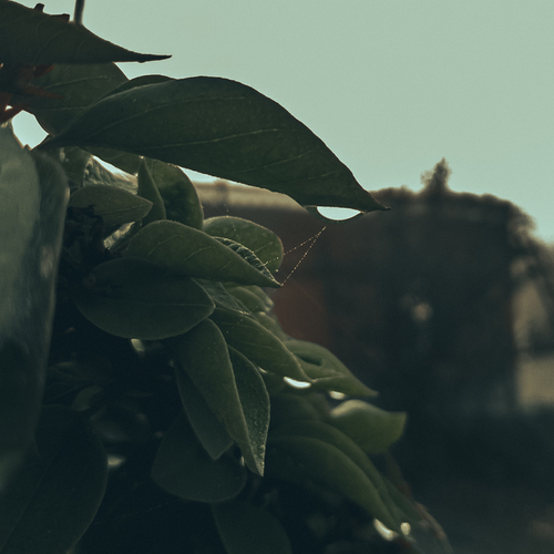 Leaves, Webs and Winters