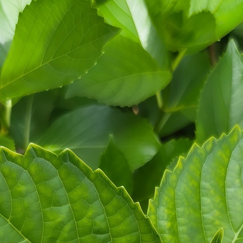 The Architecture of Green