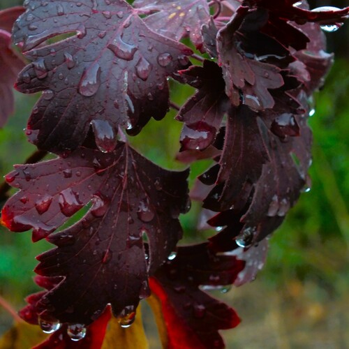 Photo #14124623