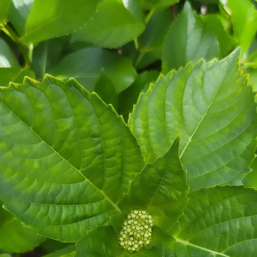 A Promise in Green