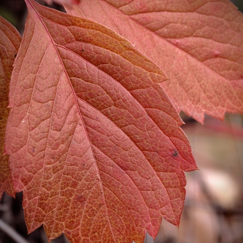 Photo #14125068