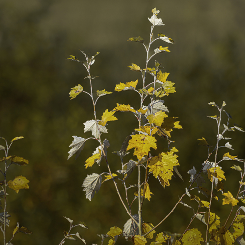 Photo #14125467