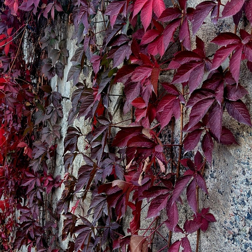 Photo #14126266