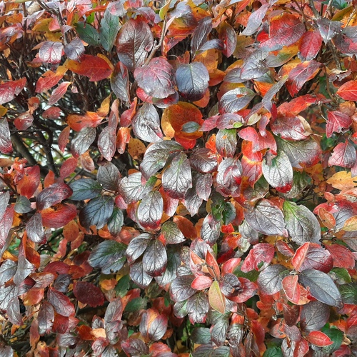 Photo #14126277