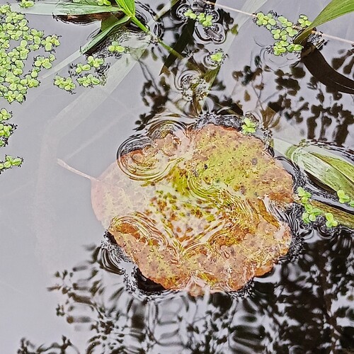 Photo #14126787