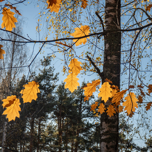 Photo #14127340