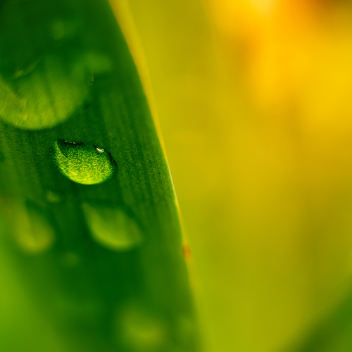 Emerald Dewdrop