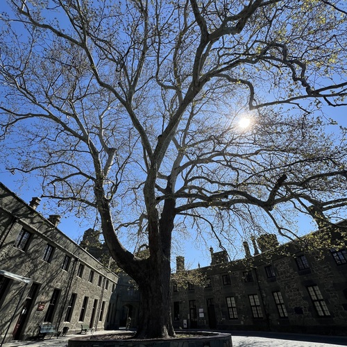 Под сенью платана / Under the Shade of the Plane Tree