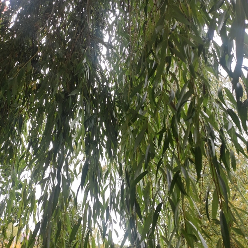 Photo #14127713