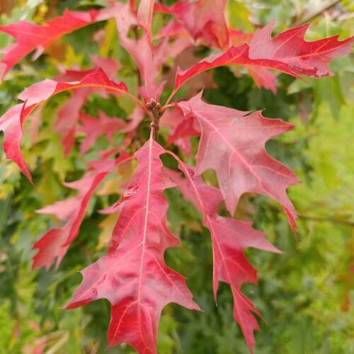 Photo #14128187