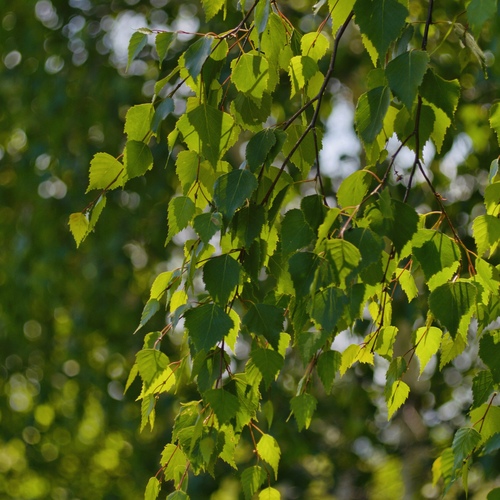 Photo #14128212