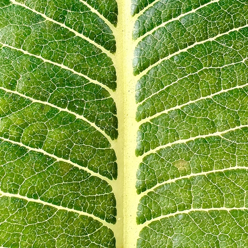 The Architecture of Green