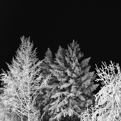 Photo #14128318