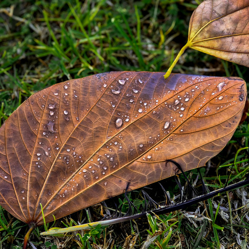 Последнее утро / The Last Morning