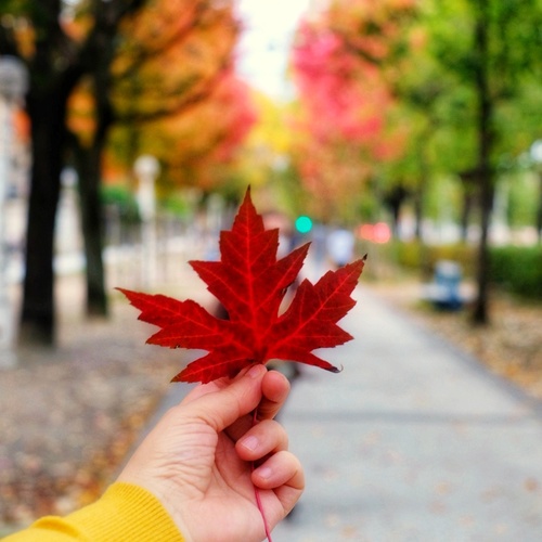 Red leaf