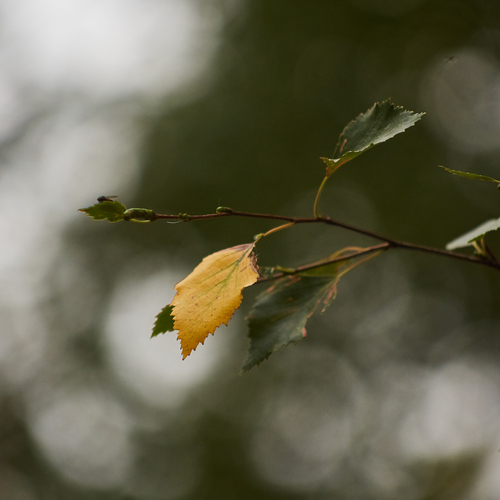 Photo #14129477