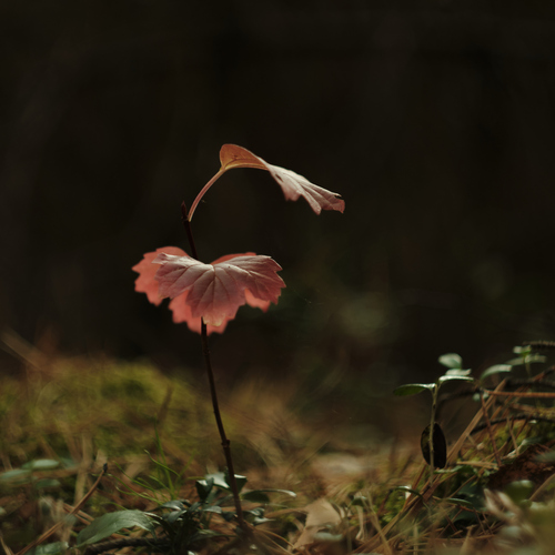 Photo #14129542