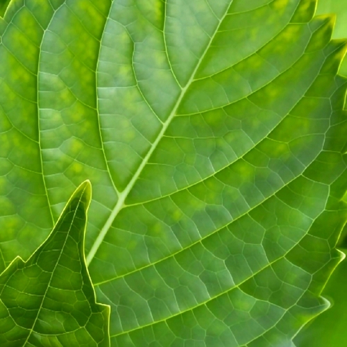 A Universe in Green