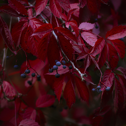 Photo #14130205