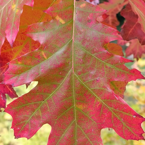 Photo #14130553