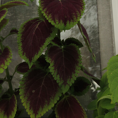 Photo #14130573