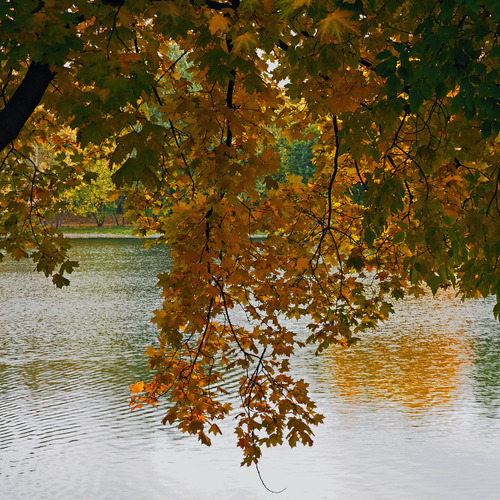 Photo #14132271
