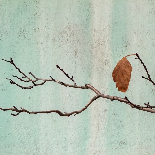 Photo #14132294