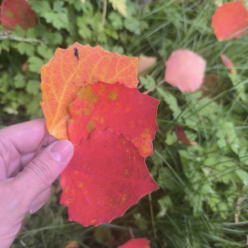 Краски осени