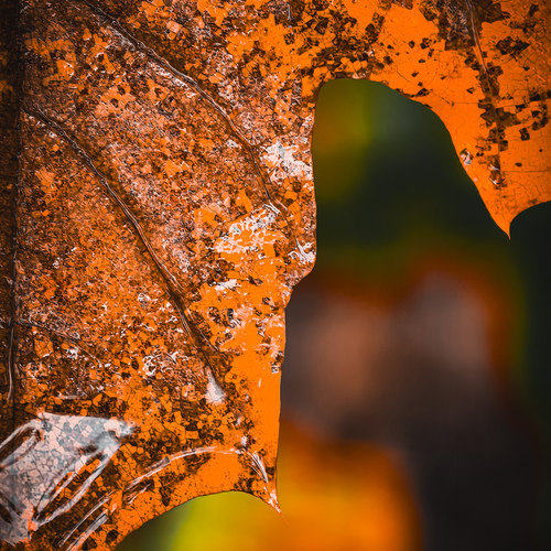Photo #14132635