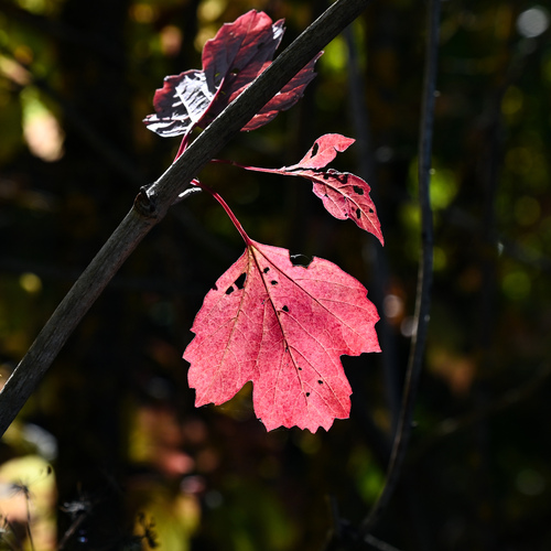 Photo #14135253