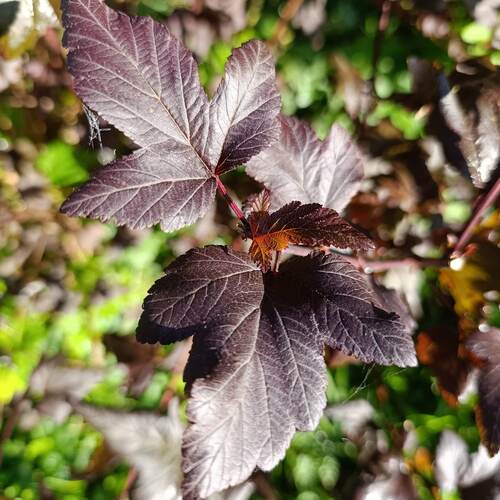 Photo #14135951