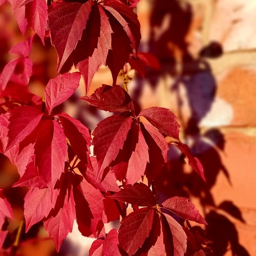 Photo #14136000