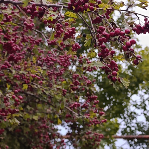 Photo #14137116