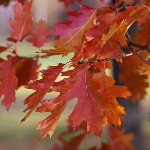 Photo #14138055