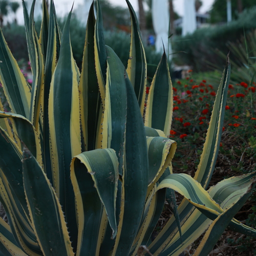 Photo #14138311