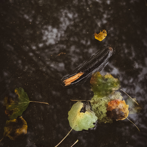 Photo #14138873
