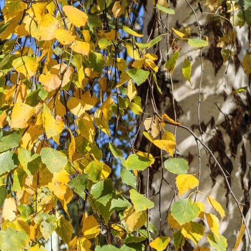 Photo #14139258