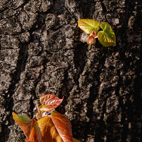 Photo #14139489