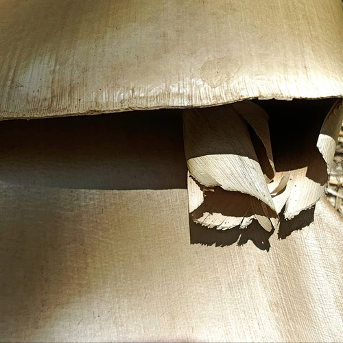 Photo #14140721