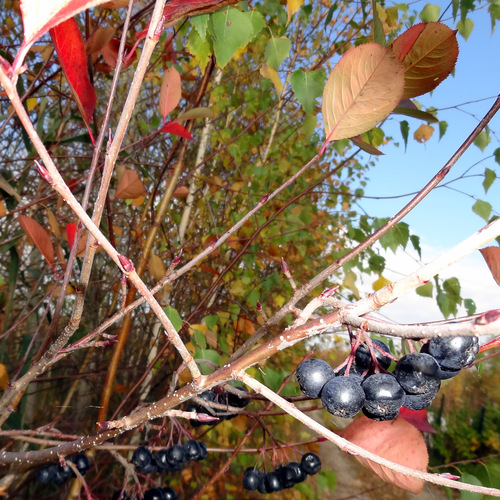 Photo #14140870