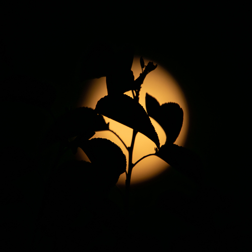 Photo #14141233
