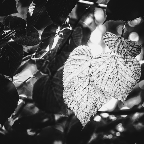 Photo #14141410