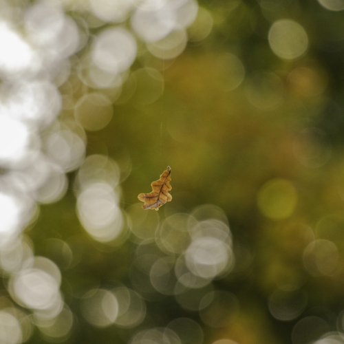 Photo #14142258