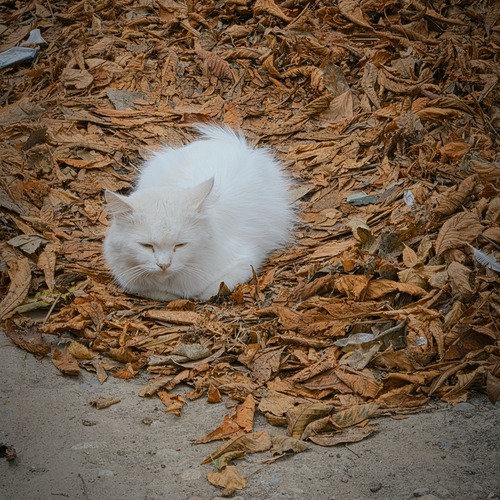 Photo #14143315