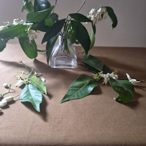 Follaje con flores de arbol naranjero.